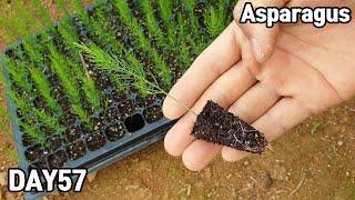 How to grow asparagus from seeds