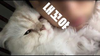 고양이 브이로그 | cat vlog | 개냥이 | 무릎냥이