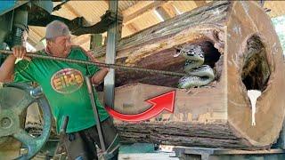 Dare to do this!! Defying death to saw acacia wood worth 30 million snake nest