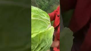 See how my family grows Chinese cabbage #farming #vegegarden #garden