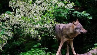 A mysterioal And Wonderful wolf song