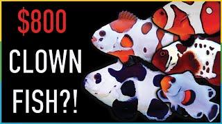 Why are Designer Clownfish so Expensive | So Expensive | What are designer clownfish?