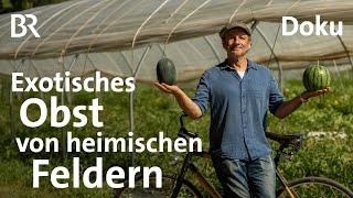 Frische Früchte: Exotisches Obst aus Bayern | freizeit mit dem Schmidt Max | Doku | BR