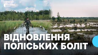 "Болота — легені планети": як відновлюють 20 000 гектарів трясовини на Рівненському Поліссі