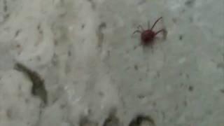 Simpatico "Ragnetto rosso" - Nice "red spider"