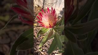 Proteas beautiful timeline from bud to bloom #australian #flowers