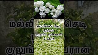 மல்லிகைச் செடி பூத்துக் குலுங்க சூப்பரான 5 டிப்ஸ் / #jasmine #shortsfeed #shorts