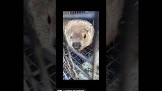 Raccoon Wildlife Removal Pittsburgh PA