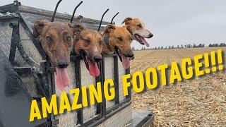 Coyote Hunt With Fast Dogs! Awesome Footage!