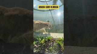 Puma arada cam olmasa ! #hayvanlar