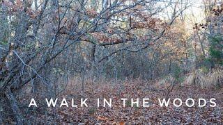 A Walk In The Woods with the Olympus EM5 MkII and 30mm f3.5 Macro