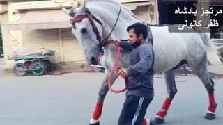Zuljanah Murtajiz Badshah || Walk || Zafar Colony , Samnabad || Lahore