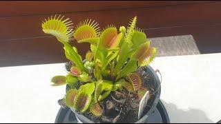 Venus Flytrap Basic Growing Guide