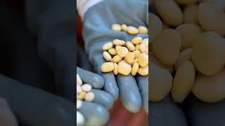 أسهل طريقة لزراعة زهرة الأناقة والجمال ( أزهار الترمس )