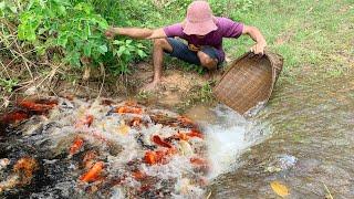 Best Skill _ Catching a lot of Koi Fish in Waterfall By Fisherman Skill Hands_ Rainy Season