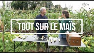 Tout savoir sur la culture du Maïs