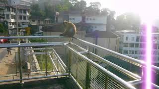 Sri Lanka: Kandy (29/35) seen from Lake View Point 2018-03-26(Mon)1714hrs