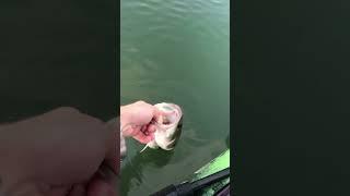 Ohio Bass Fishing: 16 Inch Bass on a Spinnerbait!