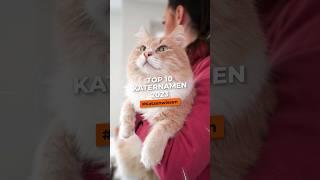 Top 10 männliche Katzennamen #shorts #katze #katzenwissen #haustiere #katzenleben #katzenliebe