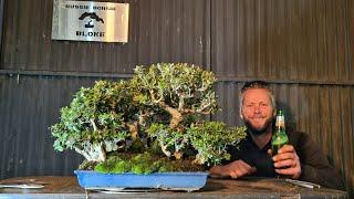 Olive Bonsai forest, Aussie bonsai bloke