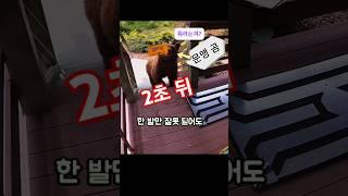 미국 주택과 곰의 끝없는 대결