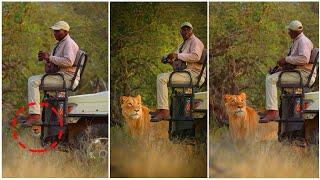 Why Do Lion Not Attack When you Are In Safari Vehicle? The Answer Will Make You Surprise!