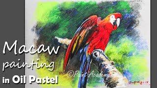 How to Draw Macaw Bird in Oil Pastel
