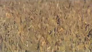 The World According to Monsanto - P2