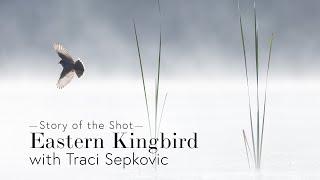 Story of the Shot - Eastern Kingbird by Traci Sepkovic