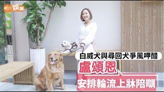 【寵物專訪】盧頌恩白威犬與尋回犬爭風呷醋   輪流上牀陪瞓