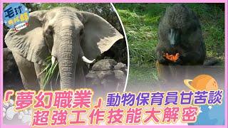 「夢幻職業」動物保育員甘苦談 超強工作技能大解密