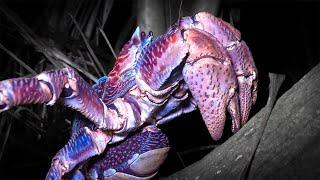 World's LARGEST Coconut CRAB {Catch Clean Cook} Asuncion Island, CNMI