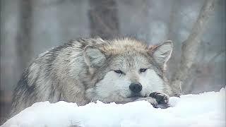 Your Moment of Calm with Mexican Gray Wolf "Trumpet"