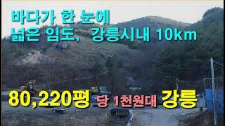 강릉임야 80,220평 지적도상 맹지, 임도 접한 강원도 싼 임야,  시내 10km, 임업용산지, 동해바다 뷰,, 바다낚시