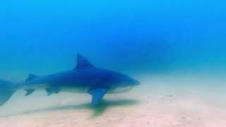 Dives in Cabo Pulmo, BCS