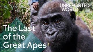 Critically endangered: The plight of Cameroon's Great Apes | Unreported World