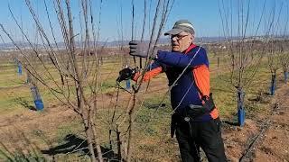 Agrosostenibilidad: ciruelo, poda de árboles jóvenes