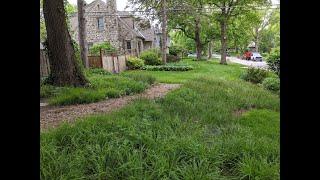 Get Sedgy! Adaptable Native Sedge Species to Replace Wood Mulch