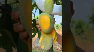 Juicy Fruit Cutting Of Nature || Shiv Sewak