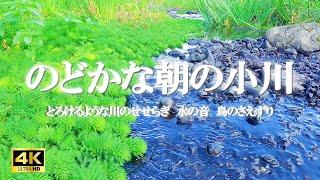 のどかな朝の小川：とろけるような川のせせらぎ、水の音、鳥のさえずり / 勉強、作業集中【自然音,ASMR,4K,relaxing nature sounds】