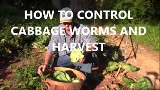 How to Control Cabbage Worms and Harvest