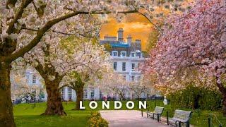 Spring is here in London  | Cherry Blossom at Swiss Cottage | London Walking Tour