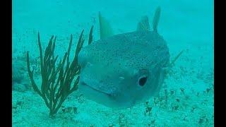 Mugged by monkeys and attacked by porcupine fish! Bubblehead family Mexico expedition series part 1