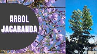 ARBOL JACARANDA CUIDADOS Y CONSEJOS