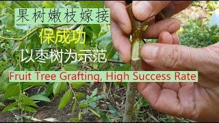 高成功率枣树(果树)嫁接。明白了原理，什么嫁接都不难！Jujube Grafting, High Success Rate. After This, You Can Do All Grafting