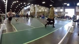 Tacoma Kennel Club - Open Show - January 15, 2018