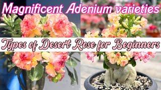 Stunning Varieties of Adenium | Types of Desert Rose