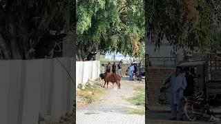 Before Qurbani Cow Run Away  | Scary Cow | Dangerous Bull #cow #animals #shorts #viralvideo