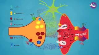 URJCx-MOOC LUMBAR. Fisiopatología del dolor crónico. Cuando el dolor se cronifica