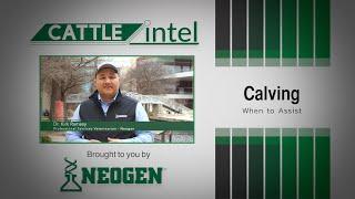 Cattle Intel Kirk Ramsey when to assist during calving